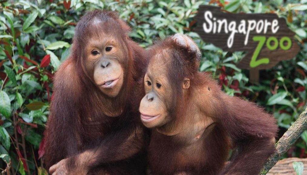Zoo de Singapur con Tram Ride - Foto 1